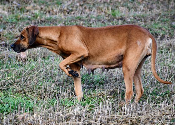 Crazy vom Bärenwald - Rhodesian Ridgeback Hündin 